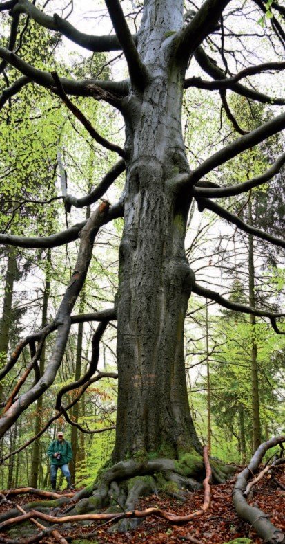 Kolosální buky rostou v chráněném pralese na Březině nedaleko Milešovky. Zdejším prastarým veteránským bukům se obdivovali přírodovědci již v 19. století. Na snímku vlevo je vedle kmene stromu vidět postava fotografa, která poskytuje názorné měřítko, díky němuž si lze učinit představu o velikosti zdejších stromů. Buk vyobrazený vpravo má mimořádně hustou korunu.